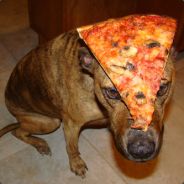 Pizza Dog