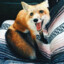 BabyFox
