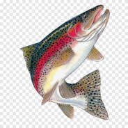 Rainbow trout