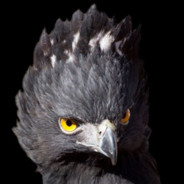BlackHawkEagle avatar