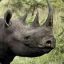 Sexually Ambiguous Rhino