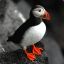 Puffins