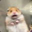 Standin.hamster