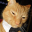 evil furry cat