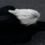 observer's avatar