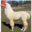 llamachicken