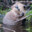 Beaver