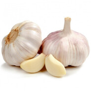 Garlic Enjoyer 23