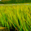 IAMGODOFGRASS
