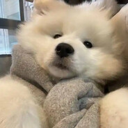 苍羽青枫的小萨摩耶啊