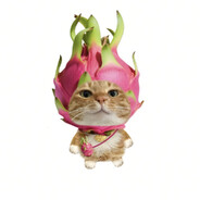 可可可乐不加冰