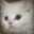 CuriousKat