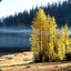 Alpine Larch Forest