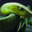 GreenMamba_LP