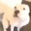 PERRO GUATON
