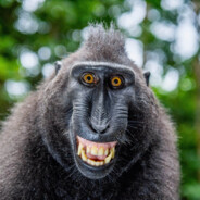 Apes Together Strong