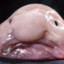 Blobfisch