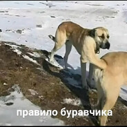 столбняк яйцевой - steam id 76561199110146482