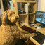 Proplayer CS2