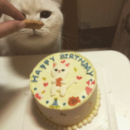 都是你的错给件猪扒我