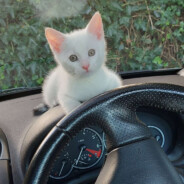 DAISY GAMING COMMUNITY