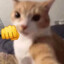 CatPunch