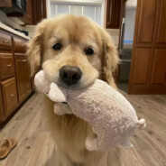 傻呗的爸爸慧慧子