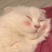 没有元气的森林