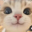 Mavie