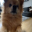 smokedog