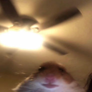 The_Thickest_Boy