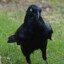 Crow on crack