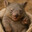 wombat