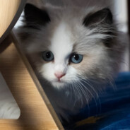 奶昔奶奶昔昔奶奶奶昔