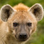 Hyenaa