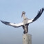 Overpowering Bird