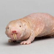 Naked Mole Rat