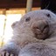 wombat