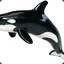 Killer Whale