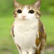Meowl avatar
