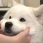 狗子chen