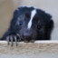 GinningSkunk836