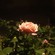 写了诗也寄了信给你