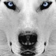 SIBERIAN HUSKY