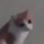 hehe haha funny cat