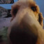 IcyyyParodoxTTV