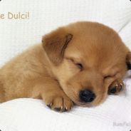 bad_dog