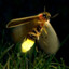 FireFly