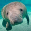 senile-manatee