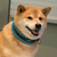 Makikubb